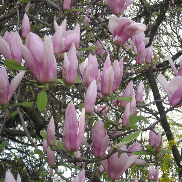 Meet your Posher, Magda - Picture 1 of 1